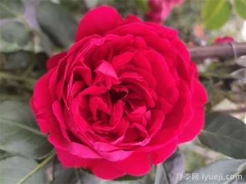 南方必备，推荐3个超级耐热月季品种