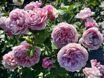 图雅思酒庄月季/图雅斯酒庄