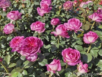 月季花这么漂亮，为什么有人说不能种在院子里？