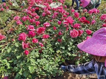 怎样使月季花常开花？