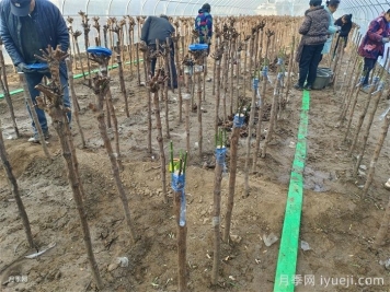 南阳月季的嫁接办法分享