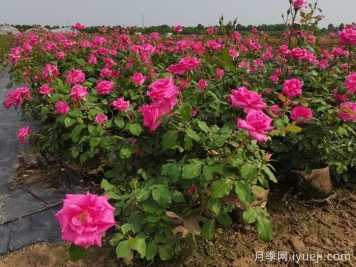 丰花月季多产栽培技术