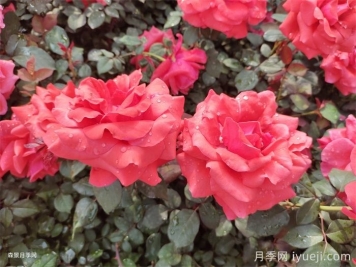 月季花黄叶怎么办？注意4个细节，叶子绿又亮