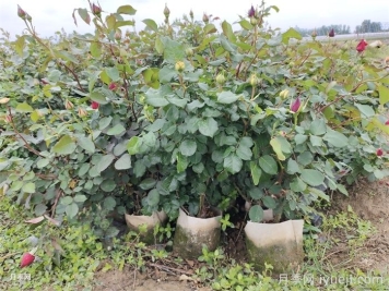 入冬前控水，对月季修剪有多重要