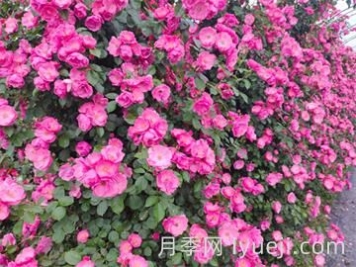 月季网址导航-十大月季网站