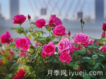 域名主机网址导航-十大云服务网站