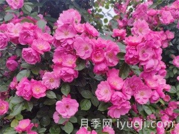 花卉苗木网址导航-十大苗木网站