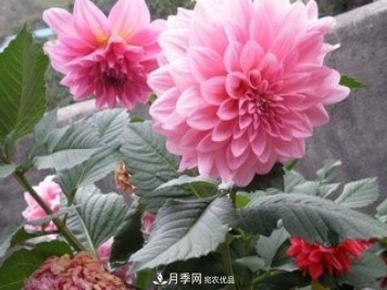 甘肃省种植月季花也能年入800万？生意经全在这