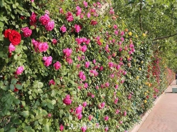 河北衡水二中月季花开，大美校园绿化