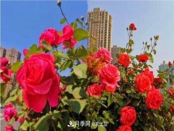 山东济南历城区唐冶西路的树状月季花海“美如艳”