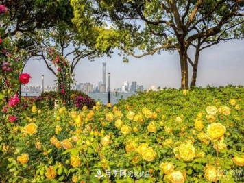 苏洲金鸡湖畔，赏大美月季花海