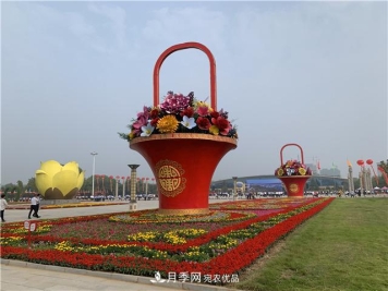 河南中原花木交易博览会 鄢陵云上花博会带您云赏花