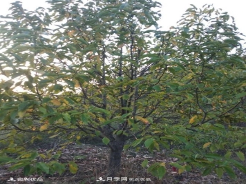 中国辛夷之乡，南召辛夷花树的介绍