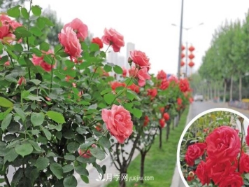 西安高新区，夏季树状月季花开正艳