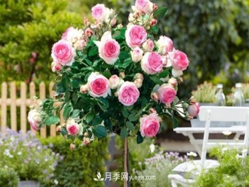 最美藤本月季品种龙沙宝石，打造景区花墙