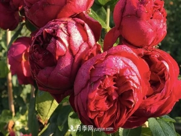 红龙月季为什么花苞打不开 要怎么解决