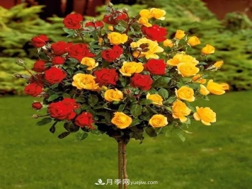 花园的精灵——树状月季