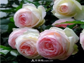 藤月如何选？这些经典品种随便种一棵，都能美爆你的花园