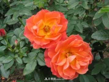 月季作为常见的花卉，它与家居风水有关系吗？