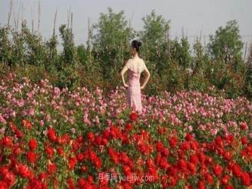 洛阳紫桂园月季农场，置身月季花海感受花开浪漫