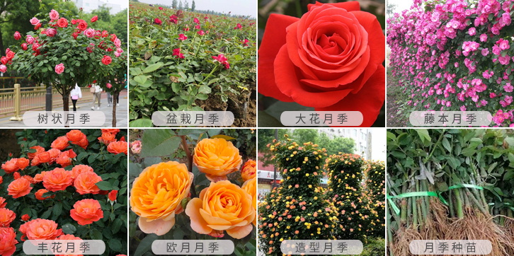 批发月季就找月季网(图1) 批发采购就找月季网(图1)