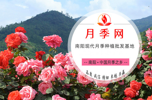 关于月季网(图1) 关于月季网(图1)