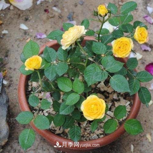 月季被称为花中皇后！摸清修剪的最佳时机，四季常开(图3)