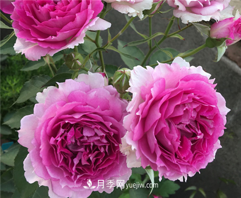 新手推荐3款月季品种，四季花开不断越养越上瘾(图3)