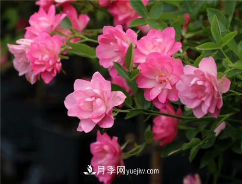 新手蕞爱的3款月季品种,四季花开不断,越养越上瘾(图2) 新手推荐3款月季品种,四季花开不断越养越上瘾(图2)