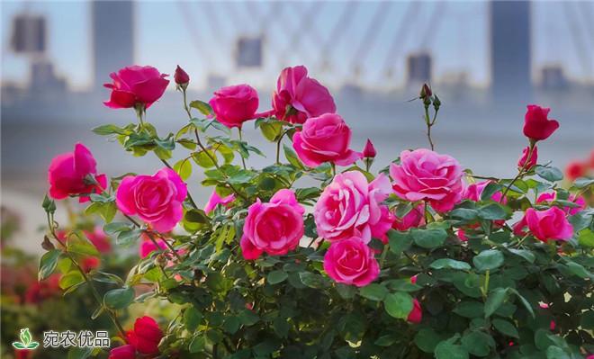 月季助推南阳花卉产业大发展(图2)