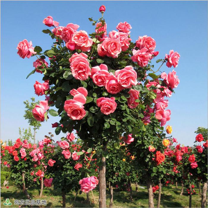 月季助推南阳花卉产业大发展(图1)