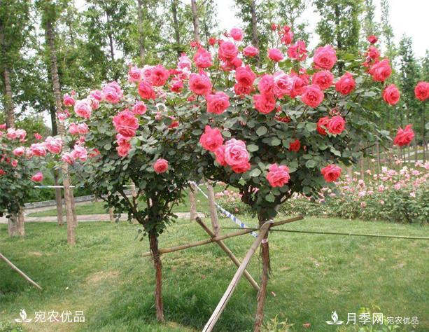 1、3、6公分南阳树状月季多少钱一棵？树状月季价格表！(图1)