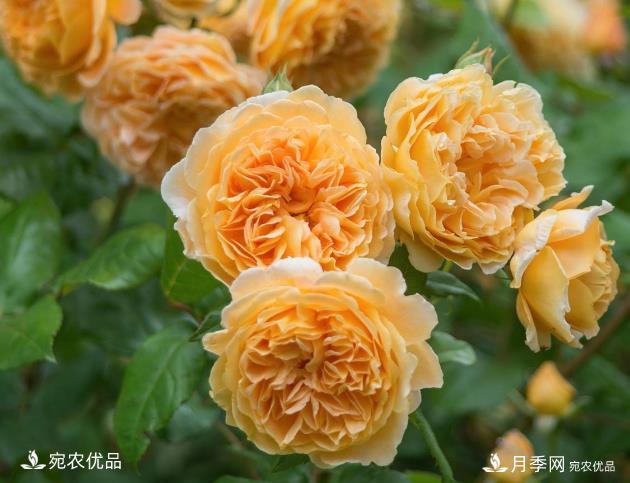 50种经典月季品种全整理,南阳月季花开美爆了!一定要养(图5) 50种经典月季品种全整理,南阳月季花开美爆了!一定要养(图5)