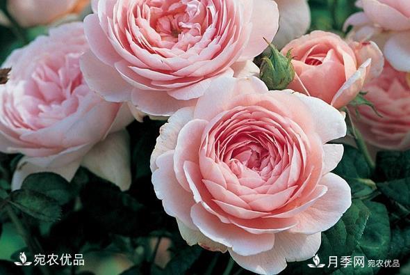 50种经典月季品种全整理,南阳月季花开美爆了!一定要养(图15) 50种经典月季品种全整理,南阳月季花开美爆了!一定要养(图15)