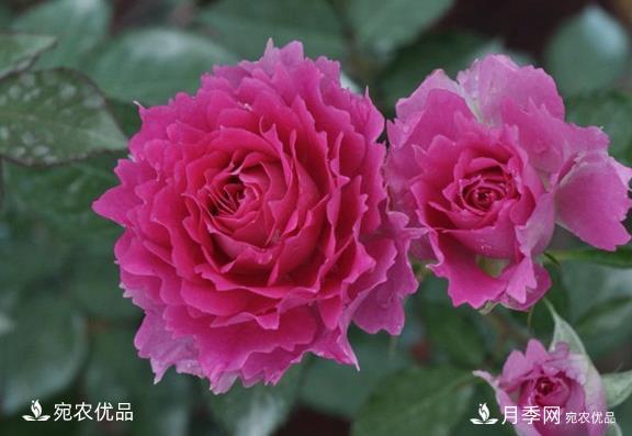 50种经典月季品种全整理,南阳月季花开美爆了!一定要养(图12) 50种经典月季品种全整理,南阳月季花开美爆了!一定要养(图12)