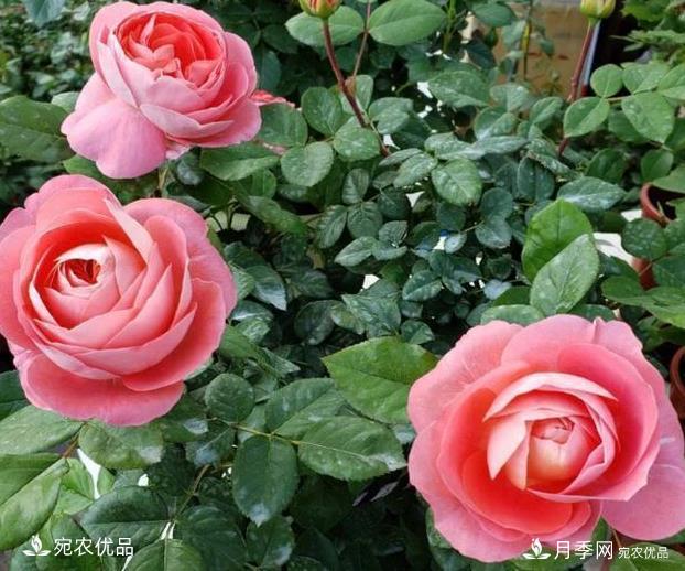 50种经典月季品种全整理,南阳月季花开美爆了!一定要养(图20) 50种经典月季品种全整理,南阳月季花开美爆了!一定要养(图20)