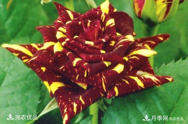 50种经典月季品种全整理,南阳月季花开美爆了!一定要养(图37) 50种经典月季品种全整理,南阳月季花开美爆了!一定要养(图37)