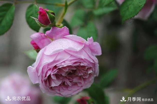 50种经典月季品种全整理,南阳月季花开美爆了!一定要养(图44) 50种经典月季品种全整理,南阳月季花开美爆了!一定要养(图44)