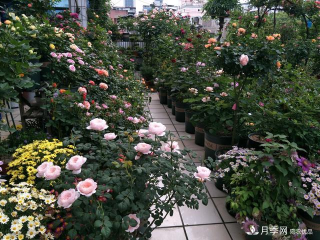 蔷薇杆子同时进行嫁接和高压的3个技术要点(图3)