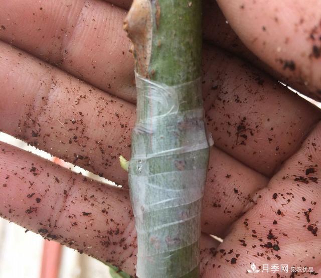 蔷薇杆子同时进行嫁接和高压的3个技术要点(图8)