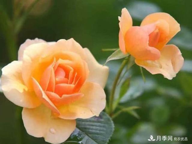 夏季这些月计划品种要遮阴，不然花苞会枯萎(图4)