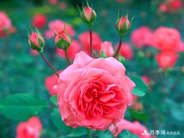 夏季这些月计划品种要遮阴,不然花苞会枯萎(图1) 夏季这些月计划品种要遮阴,不然花苞会枯萎(图1)