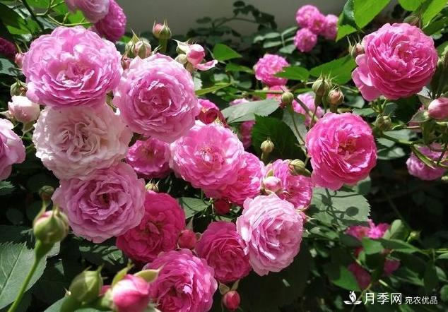 月季花友如何给家里月季栽培管理,开出一片花海(图1) 月季花友如何给家里月季栽培管理,开出一片花海(图1)
