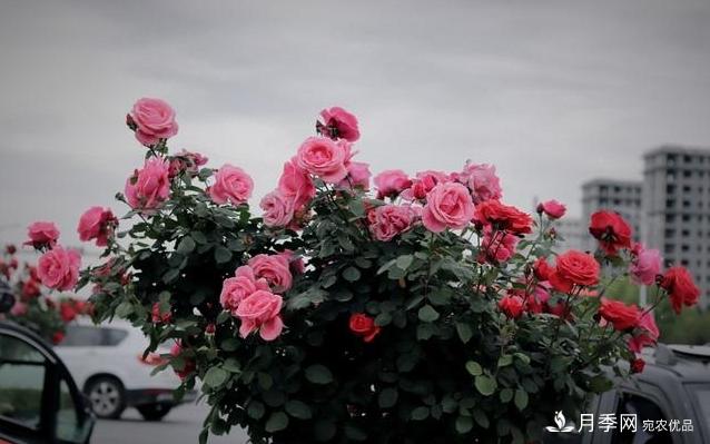 月季花友如何给家里月季栽培管理,开出一片花海(图3) 月季花友如何给家里月季栽培管理,开出一片花海(图3)
