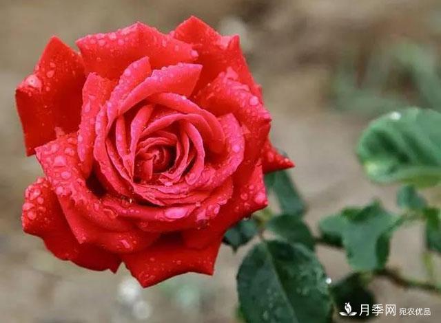 雨后南阳月季公园里的月季花娇艳欲滴(图1)