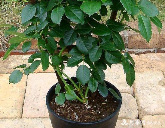 月季病害多开花少?这2件事养护要常做,叶茂花更旺(图2) 月季病害多开花少?这2件事养护要常做,叶茂花更旺(图2)