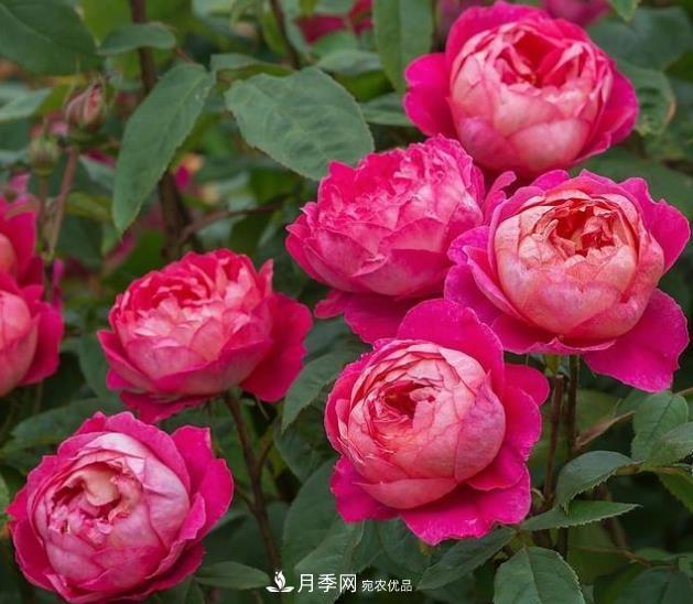 不同品种月季间隔多远种一颗最合适？太稀影响开花效果，太密植株长势不好(图1)