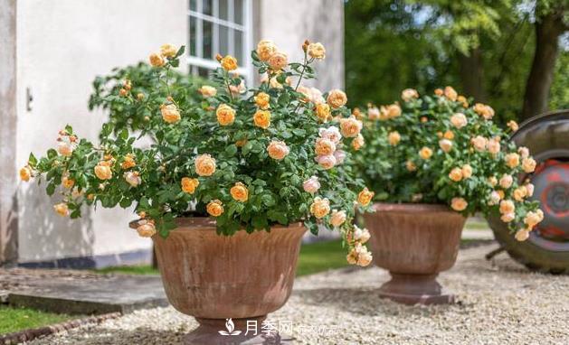 不同品种月季间隔多远种一颗最合适？太稀影响开花效果，太密植株长势不好(图2)