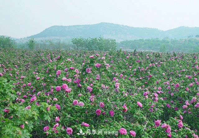 山东三大花都盛产牡丹、月季、玫瑰，看看是哪里？(图2)