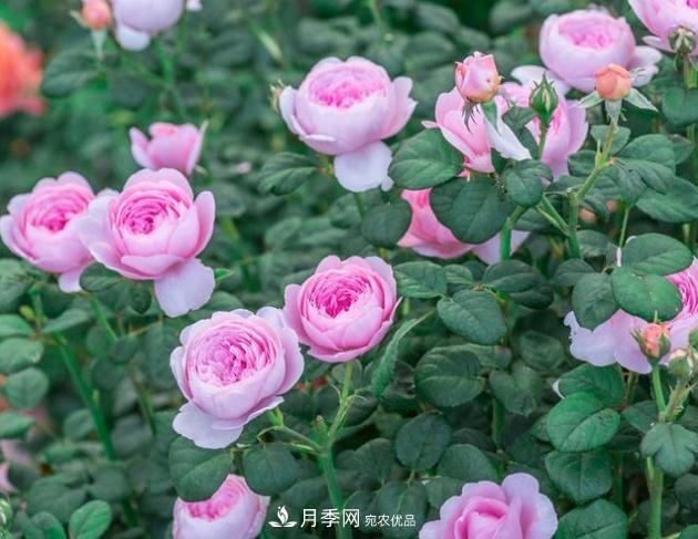 月季为什么老是死掉养不活?十大护身符赶紧拿走用(图3) 月季为什么老是死掉养不活?十大护身符赶紧拿走用(图3)